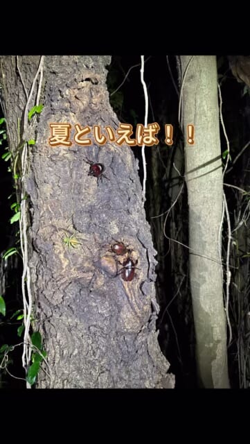 こんにちは🌞 武雄インター店です！ 先日、8/1、8/2の展示会でお子様にプレゼント（インスタのフォロー条件）するカブト